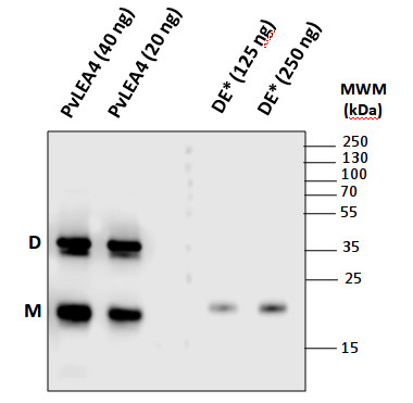 western blot using anti-LEA4-25 antibodies